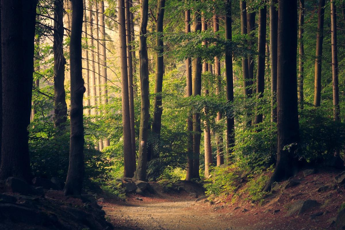 Rewilding & Foraging Weekend