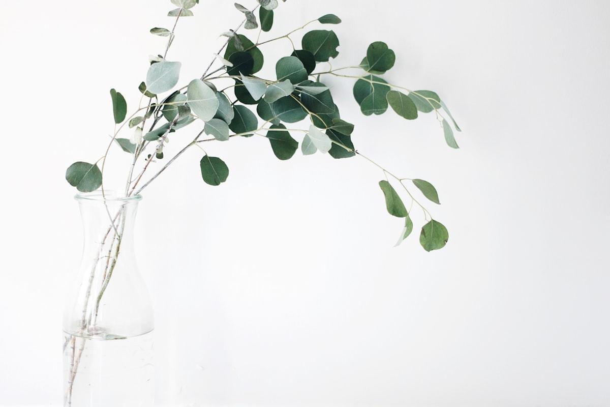 Herbal Medicine from the Garden