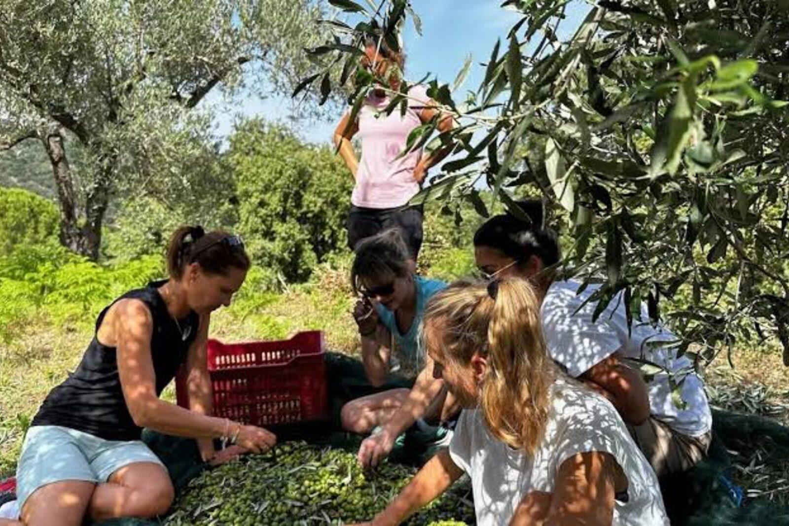 Olive Harvest & Mediterranean Foodways