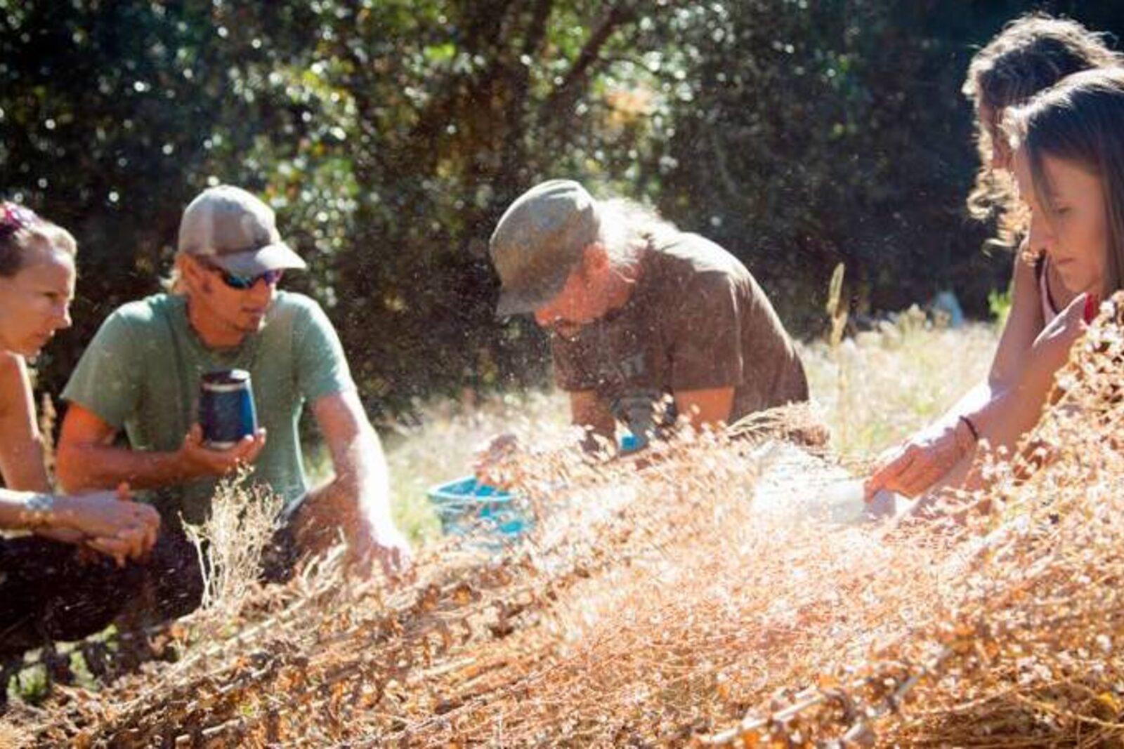 Seed Saving & the No-Dig Market Garden
